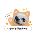 ☆チワワの心菜☆2022夏（個別スタンプ：4）