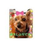 ヨークシャーテリアはるのスタンプ（個別スタンプ：13）