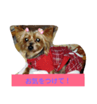 ヨークシャーテリアはるのスタンプ（個別スタンプ：16）