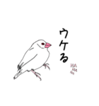 文鳥の感情（個別スタンプ：11）