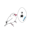 文鳥の感情（個別スタンプ：13）