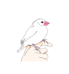 文鳥の感情（個別スタンプ：24）