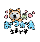 柴犬のアズキさん2（個別スタンプ：1）