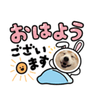 柴犬のアズキさん2（個別スタンプ：3）