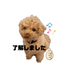 コタロースタンプ2（個別スタンプ：8）