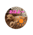 コタロースタンプ2（個別スタンプ：16）