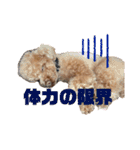 コタロースタンプ2（個別スタンプ：27）