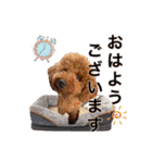トイプーろっちゃん（個別スタンプ：1）