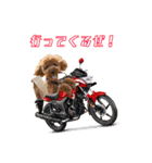 トイプーろっちゃん（個別スタンプ：4）