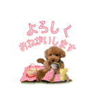 トイプーろっちゃん（個別スタンプ：13）