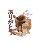 トイプーろっちゃん（個別スタンプ：21）