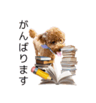 トイプーろっちゃん（個別スタンプ：23）