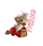 トイプーろっちゃん（個別スタンプ：27）