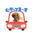 トイプーろっちゃん（個別スタンプ：30）