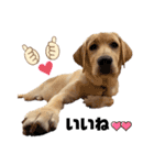 ラブラドール❤️るな❤️毎日使える（個別スタンプ：8）