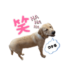ラブラドール❤️るな❤️毎日使える（個別スタンプ：11）