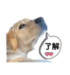 ラブラドール❤️るな❤️毎日使える（個別スタンプ：23）