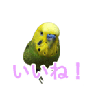 表情豊かなセキセイインコ お喋りインコ編（個別スタンプ：1）
