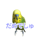 表情豊かなセキセイインコ お喋りインコ編（個別スタンプ：2）