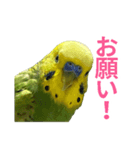 表情豊かなセキセイインコ お喋りインコ編（個別スタンプ：3）