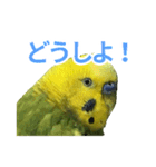 表情豊かなセキセイインコ お喋りインコ編（個別スタンプ：4）