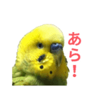 表情豊かなセキセイインコ お喋りインコ編（個別スタンプ：5）