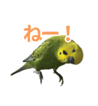 表情豊かなセキセイインコ お喋りインコ編（個別スタンプ：6）