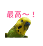 表情豊かなセキセイインコ お喋りインコ編（個別スタンプ：7）