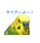 表情豊かなセキセイインコ お喋りインコ編（個別スタンプ：8）
