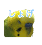 表情豊かなセキセイインコ お喋りインコ編（個別スタンプ：9）