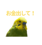 表情豊かなセキセイインコ お喋りインコ編（個別スタンプ：10）