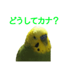 表情豊かなセキセイインコ お喋りインコ編（個別スタンプ：11）