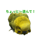 表情豊かなセキセイインコ お喋りインコ編（個別スタンプ：12）