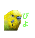 表情豊かなセキセイインコ お喋りインコ編（個別スタンプ：13）