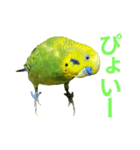表情豊かなセキセイインコ お喋りインコ編（個別スタンプ：14）