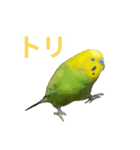 表情豊かなセキセイインコ お喋りインコ編（個別スタンプ：16）