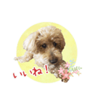 我らがアイドル ルル（個別スタンプ：1）