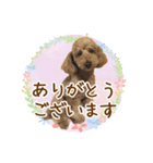 我らがアイドル ルル（個別スタンプ：4）