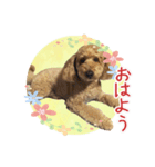 我らがアイドル ルル（個別スタンプ：6）