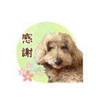 我らがアイドル ルル（個別スタンプ：13）
