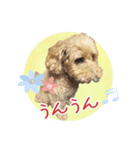 我らがアイドル ルル（個別スタンプ：16）