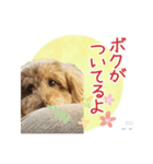 我らがアイドル ルル（個別スタンプ：17）