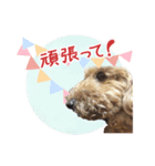 我らがアイドル ルル（個別スタンプ：19）