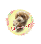 我らがアイドル ルル（個別スタンプ：27）