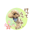 我らがアイドル ルル（個別スタンプ：31）