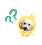 みみちゃんスタンプ。（個別スタンプ：3）