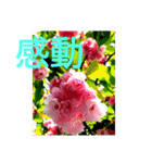 感動系大文字桜№7博子大公HRKEmperorSTAMP（個別スタンプ：1）