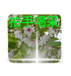 感動系大文字桜№7博子大公HRKEmperorSTAMP（個別スタンプ：2）