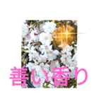 感動系大文字桜№7博子大公HRKEmperorSTAMP（個別スタンプ：7）