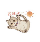 キジトラ猫のテオさんスタンプ（個別スタンプ：1）